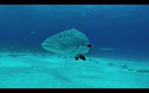 Black grouper