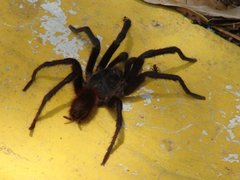 Araneae
