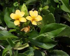 Barleria crossandriformis