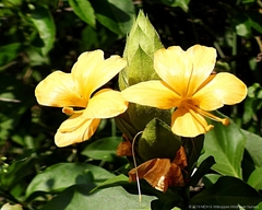 Barleria crossandriformis