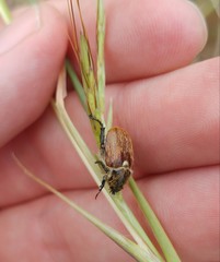 Brancoplia leucaspis vseteckai