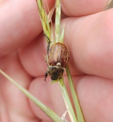 Brancoplia leucaspis vseteckai