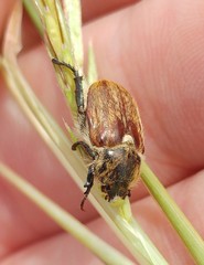 Brancoplia leucaspis vseteckai