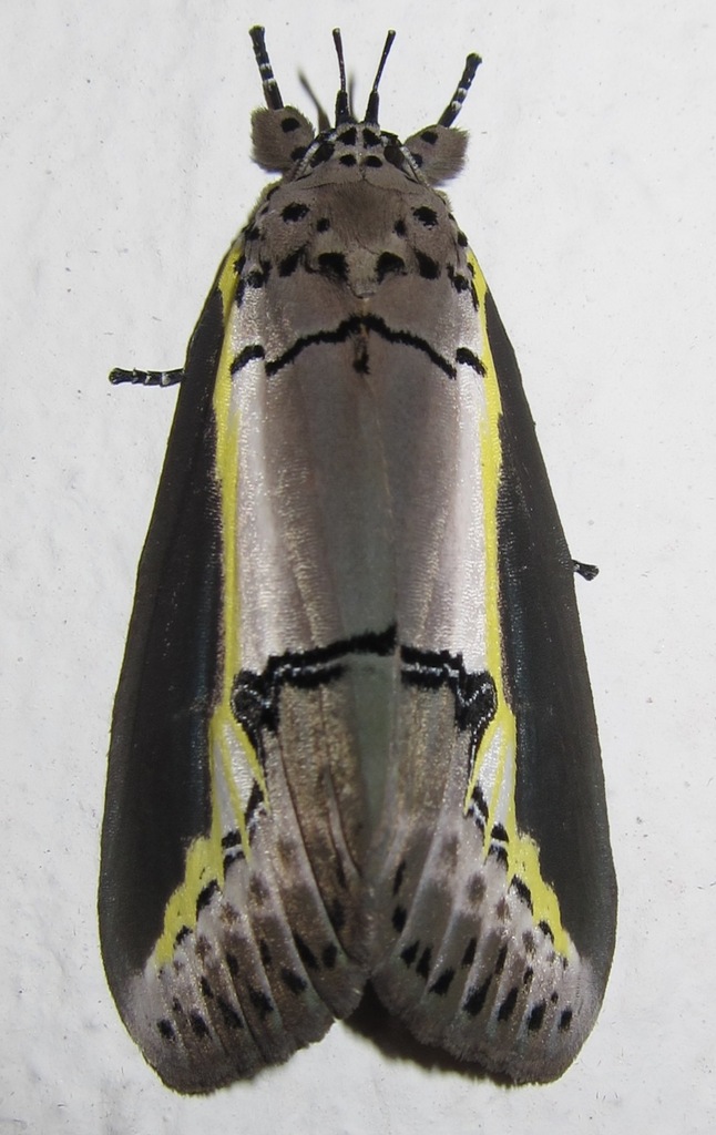 Eligma hypsoides