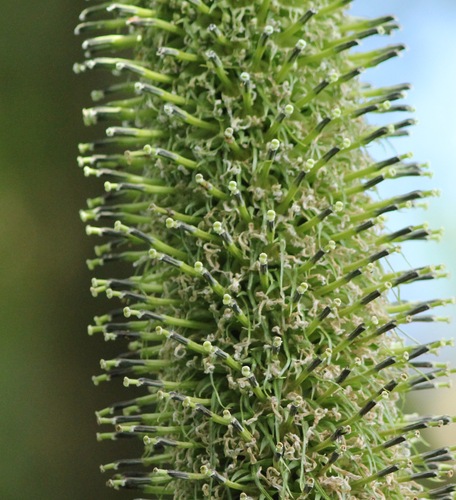 Lobelia giberroa