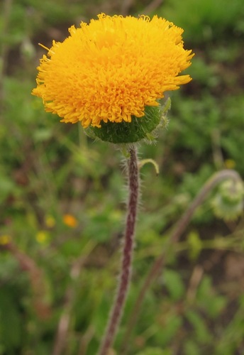 Crassocephalum vitellinum