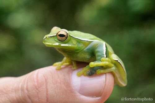 Mundo Novo Treefrog, Boana marginata