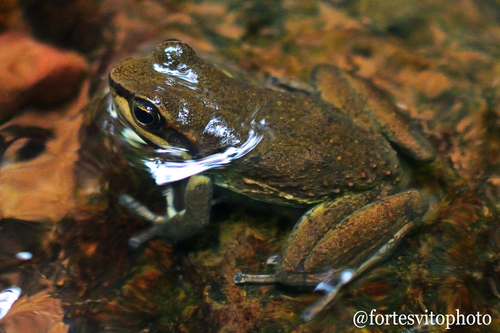 Rio Grande Tree Toad, Hylodes meridionalis