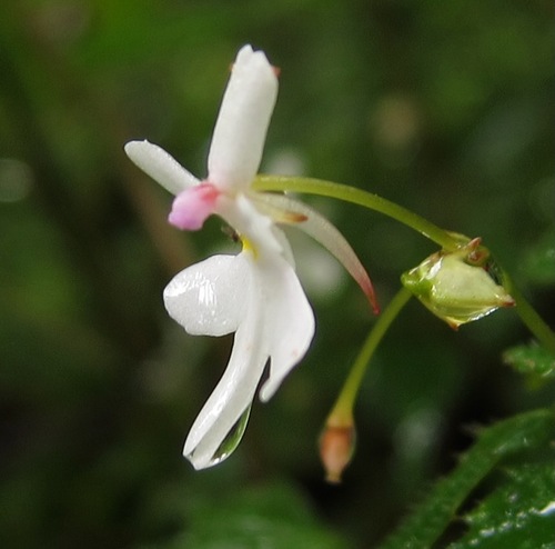 Impatiens bequaertii