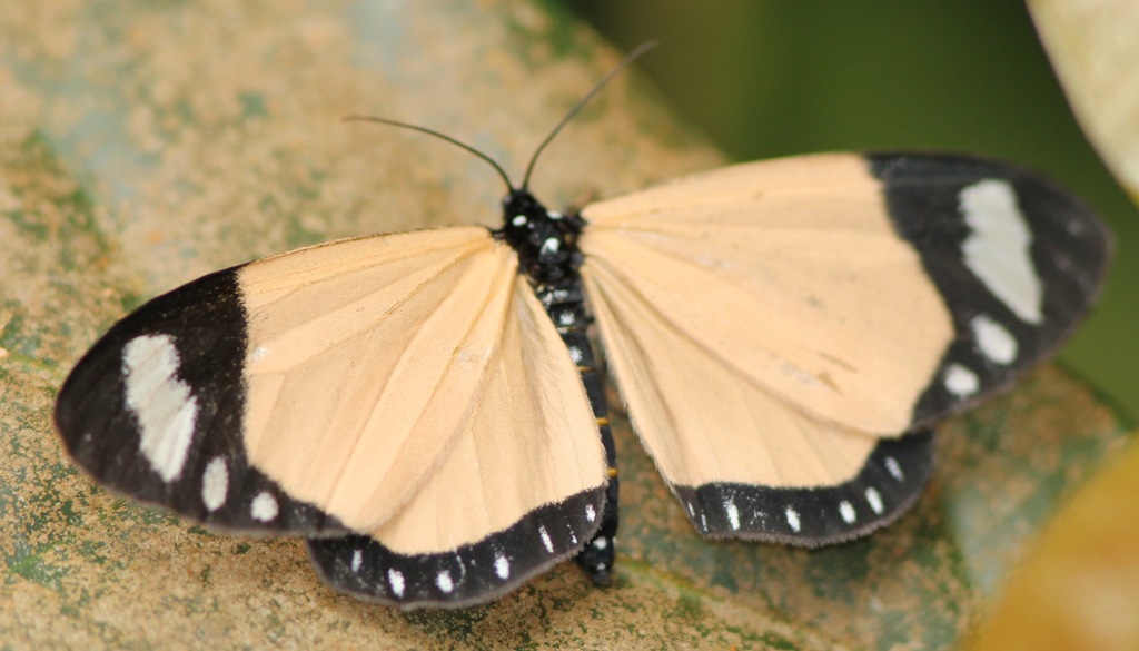 Aletis concolor