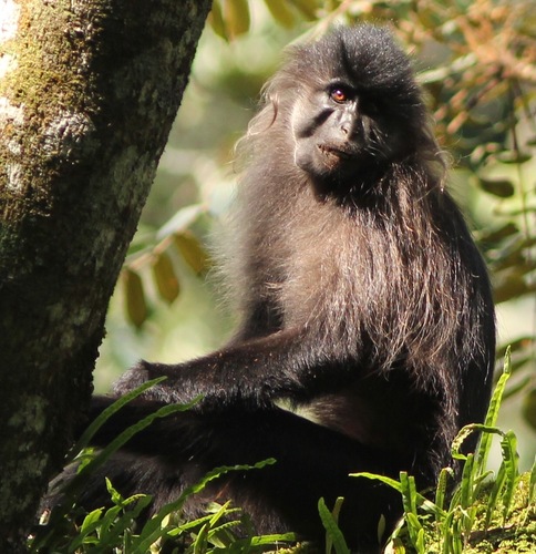 Johnston's grey-cheeked mangabey (Lophocebus johnstoni) — Data Deficient Mammalia