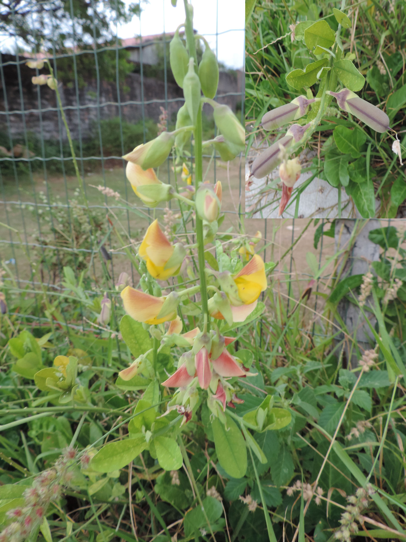 Crotalaria retusa