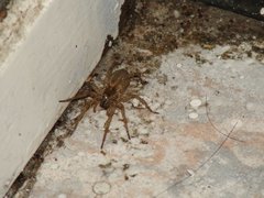 Araneae