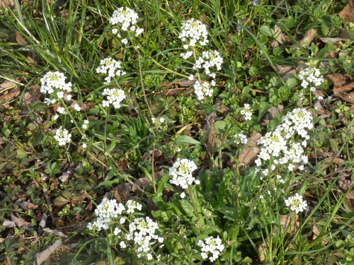 Capsella grandiflora iNat (3)
