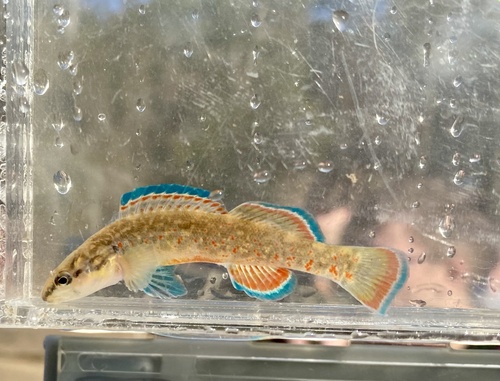 Redfin Darter