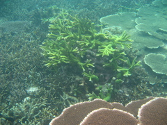 Acropora