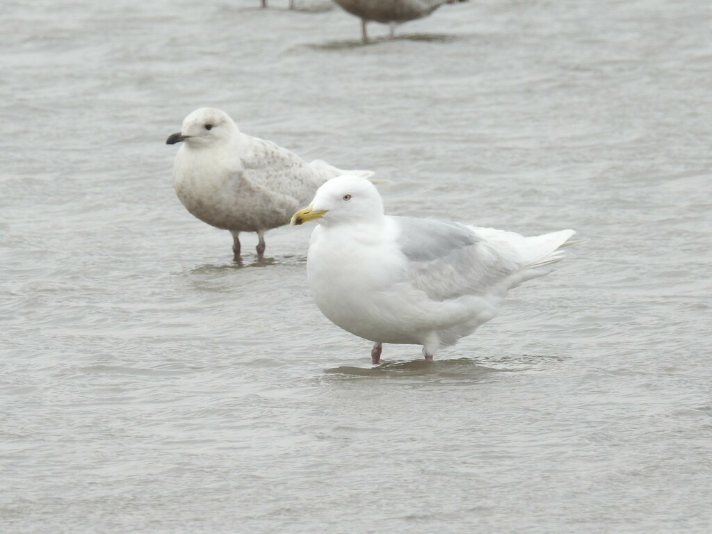 Glaucous Gull from South Riverdale, Toronto, ON, Canada on May 9, 2019 ...