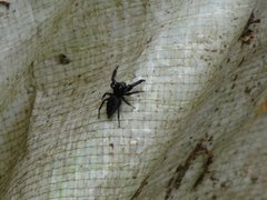 Araneae