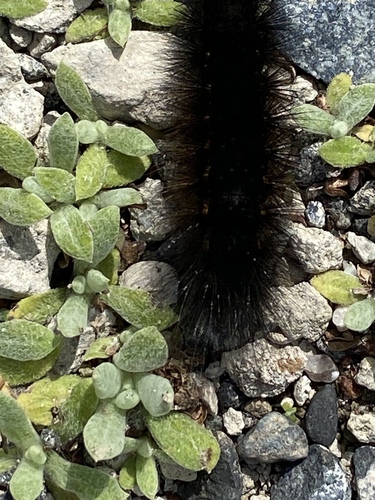 iNaturalist observation photo of Salt Marsh Moth