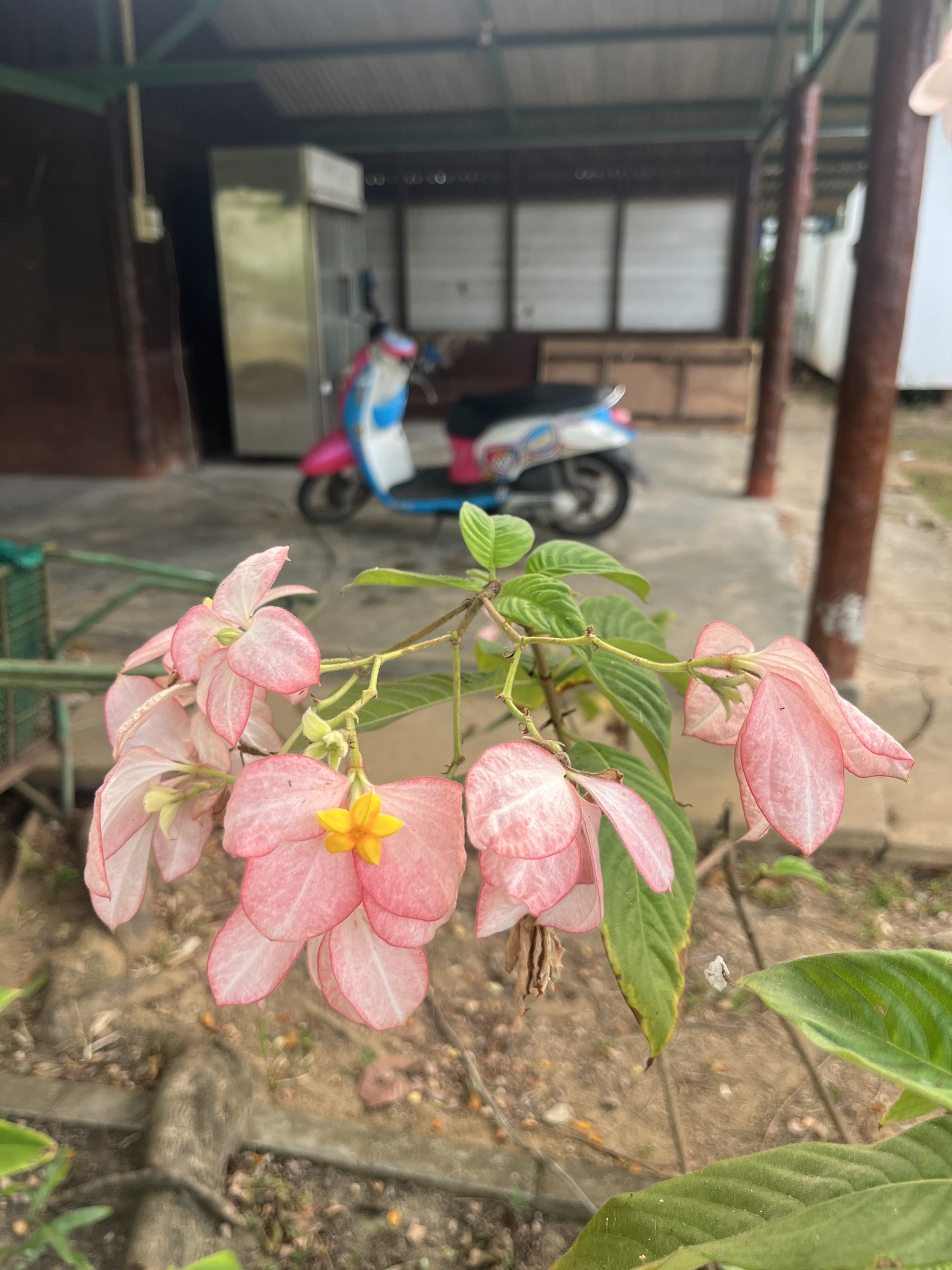 Imagem de Mussaenda