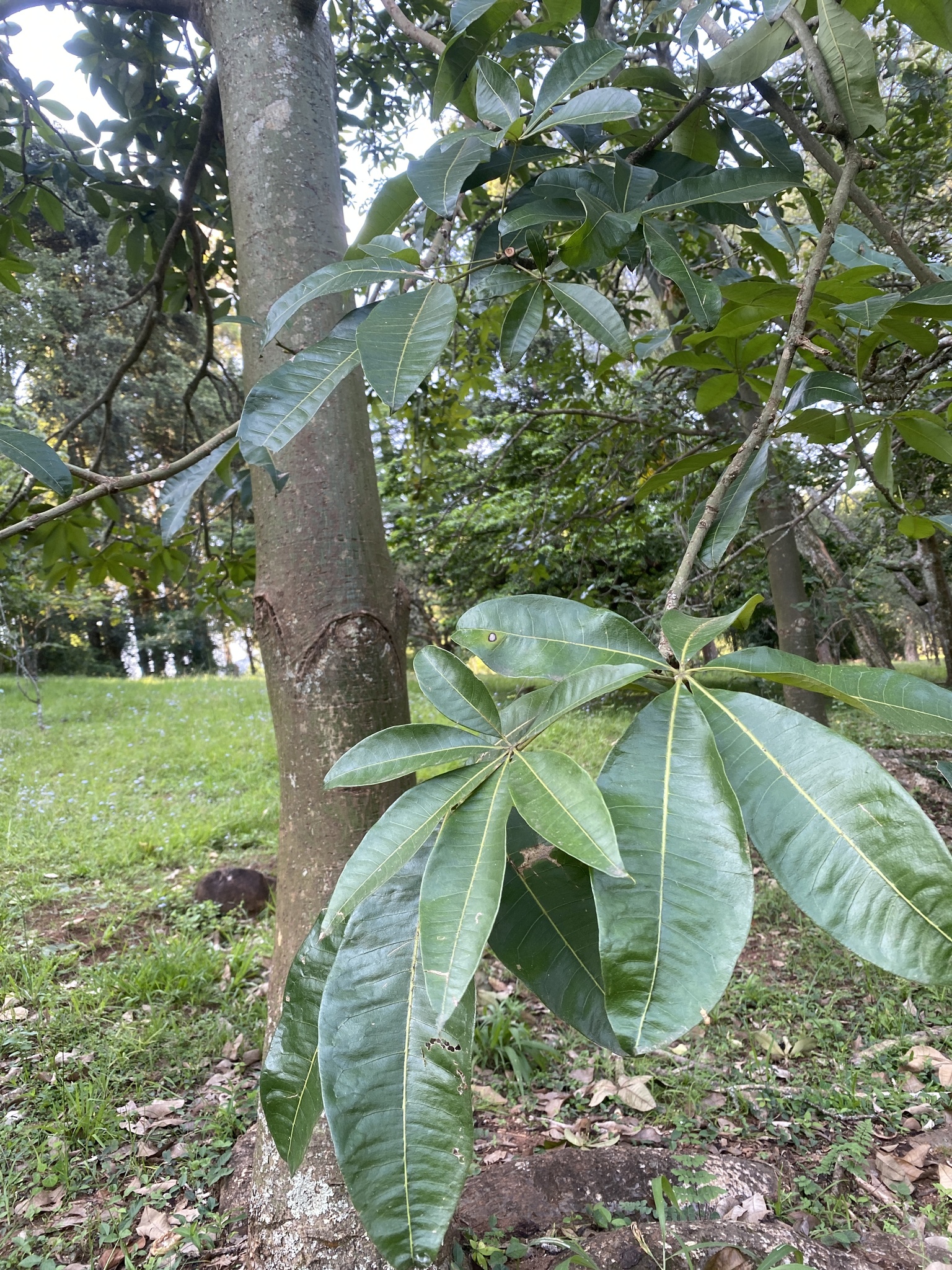 Imagem de Castanha-do-maranhão
