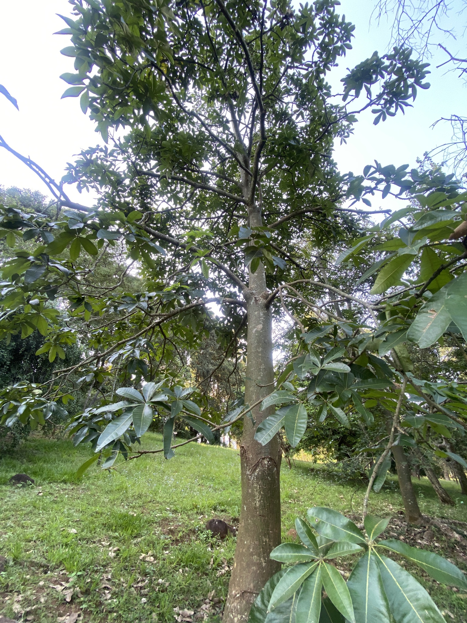 Imagem de Castanha-do-maranhão