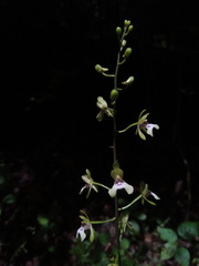 Eulophia petiolata