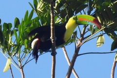 Ramphastos sulfuratus image