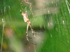 Araneae