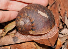 Hedleyella falconeri