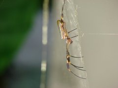 Araneae