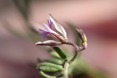 Polygala rupestris