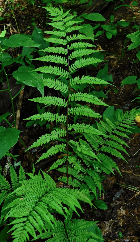 southern lady fern