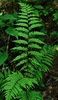 Southern Lady Fern - Photo (c) Michael J. Papay, some rights reserved (CC BY), uploaded by Michael J. Papay