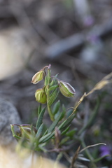 Polygala rupestris