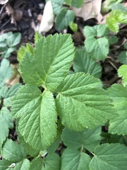 Aegopodium