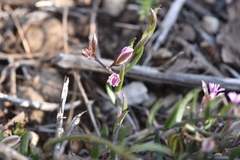 Polygala rupestris