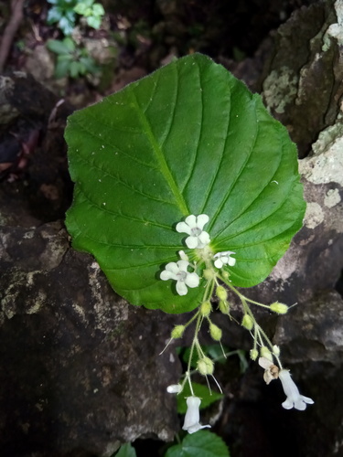 Streptocarpus velutinus