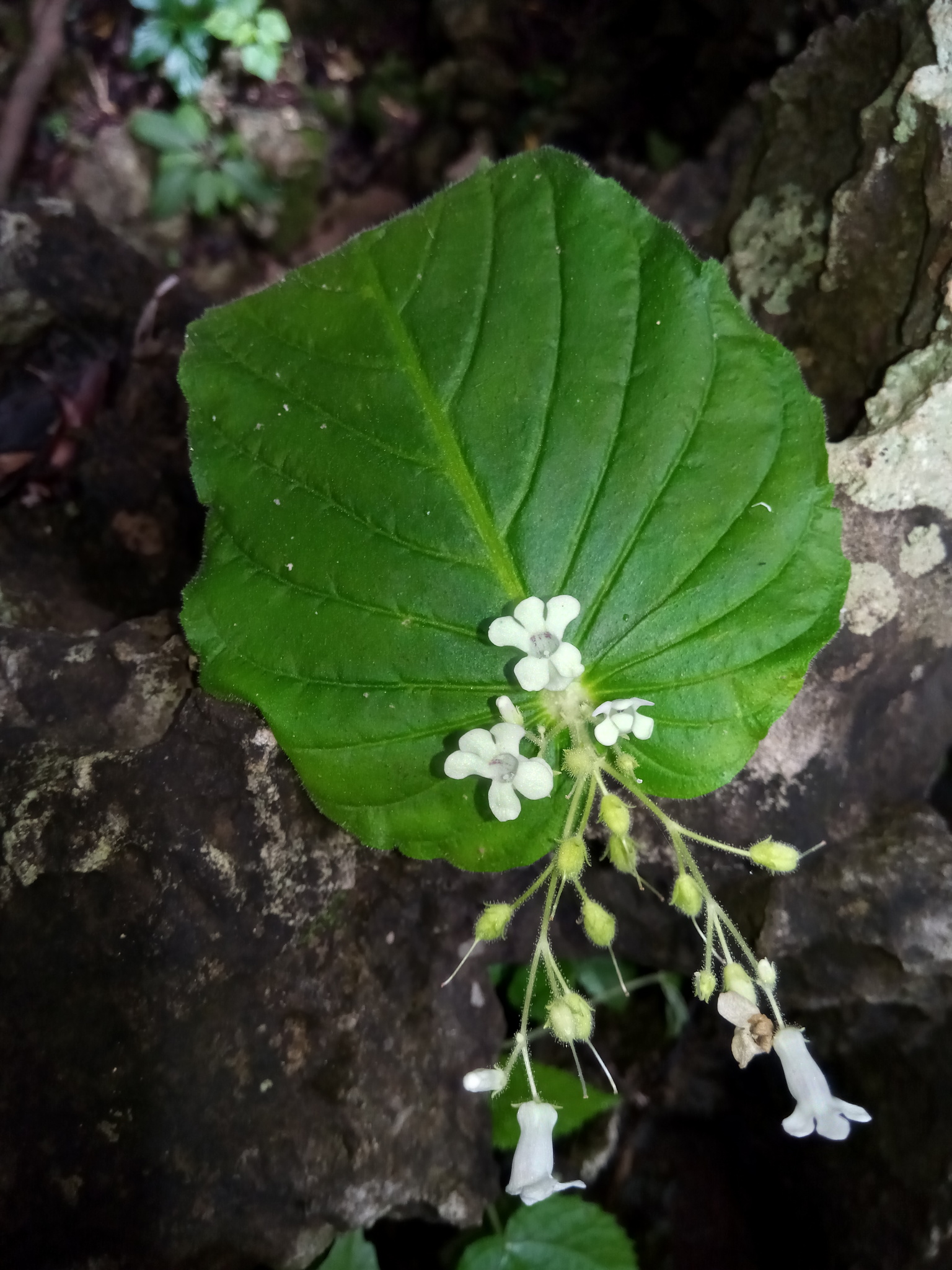 Gesneriaceae - Wikipedia