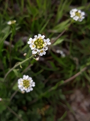 Calepina irregularis