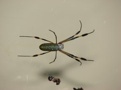 Araneae