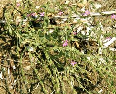 Schenkia spicata