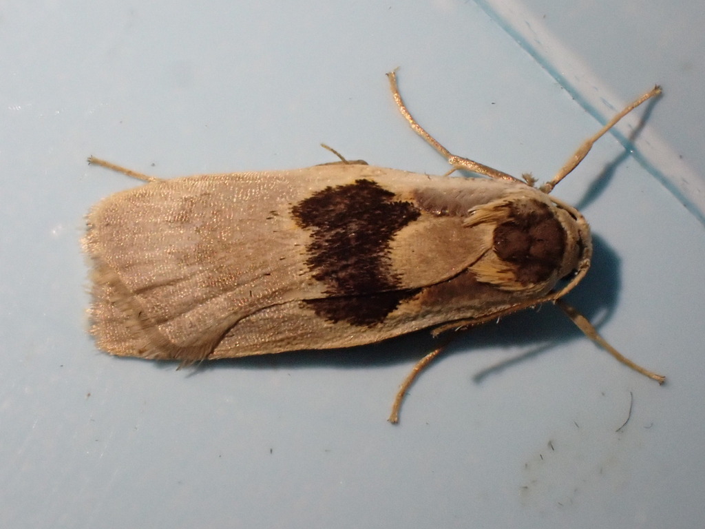 Teulisna submontana