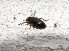 Helopini