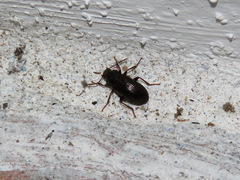 Helopini