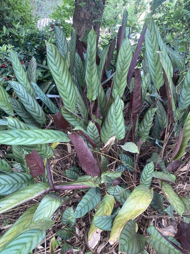 Maranta