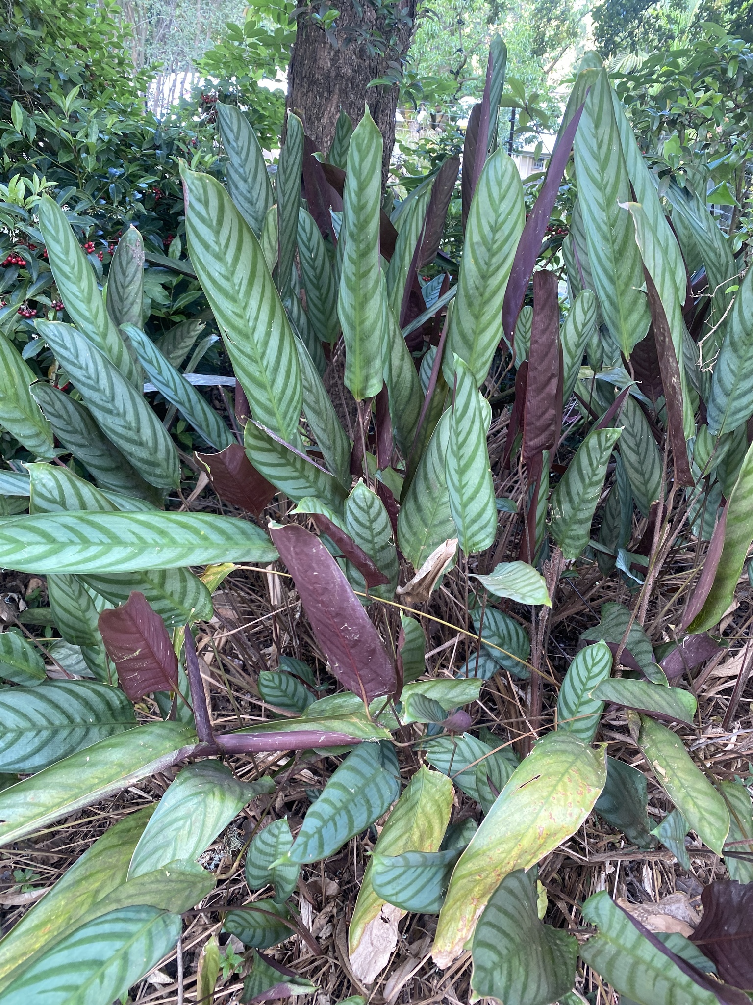 Imagem de Maranta