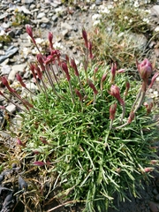 Armeria maritima maritima