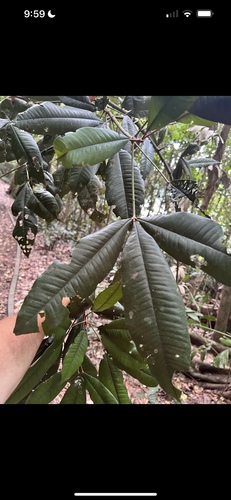 Argyrodendron peralatum, photograph 2