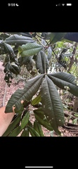 Argyrodendron peralatum, photograph (c) Mark Richman, some rights reserved (CC BY)